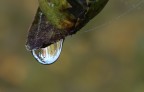 Macro autunnale...