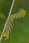 Bruco di Acherontia atropos (Sfinge testa di morto) 


Dati Exif:
ApertureFNumber:f/13.0
Model:Canon EOS 7D
ISOSpeedRatings:100
ShutterSpeedValue:1/5 sec. 
FocalLength: 150 mm.