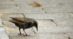 Animali ad Amsterdam #5: Storno