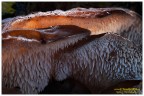 Pseudo hidnum gelatinasum