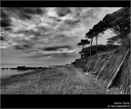 :: Cecina...[01-19]