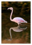 Oggi pomeriggio, appostato all'interno di un canale presso le saline di Trapani e Paceco ho notato una presenza incredibile di avifauna, all'improvviso si buttano proprio a 6 -7 metri da me un gruppo di pullus di fenicotteri, tre volano subito uno invece rimane per altri 30 secondi, ho fatto qualche foto ma questa (purtroppo croppata per via dell'ottica)  l'unica recuperabile.
come vi sembra??