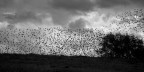 Birds Birds