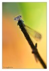 90 mm, f13, 1/100, ISO 200, treppiedi, luce spettacolare del tramonto

HR: http://img225.imageshack.us/img225/2949/83792508.jpg

Fresca fresca di giornata!!! fatta un paio d'ore fa ad Erice TP.

Commenti e critiche senpre ben gradite.

saluti
Francesco