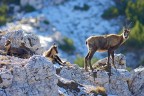 A fine ottobre, nei pressi di passo Cavuto, ho avuto la fortuna di incontrare questa bella famigliola di camosci. Peccato solo per l'ora (verso mezzogiorno) che ha creato una luce un p dura.