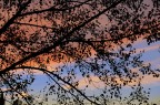 Albero
