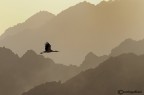 Cicogna in mezzo ai monti del Sinai