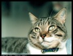 Ritratto del mio gatto durante un momento di sole.
Camera: Canon A-1
Obiettivo: Canon 50mm 1.4 FD
Tempo: 1/125
Diaframma 3.5
Pellicola: Fuji NPH 400
Scansione da stampa