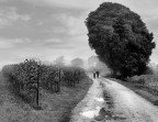 Non ci sono Santi  la Domenica mattina si va a correre ed io a fotografare. 
Calino di Cazzago San Martino  in Franciacorta 21010