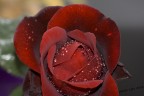 Salve a tutti qualche tempo fa ho raccolto questa rosa nel mio giardino e mi sono voluto cimentare in questo genere di foto, pi che altro per provare il Canon 75-300 stabilizzato. 
Ora ho pensato di sottoporre questa foto a l vostro giudizio, che ve ne pare???

dati di scatto
metodo esposizione: manuale
lunghezza focale: 255mm
apertura: f 8.0
tempo: 1/160
iso: 100