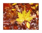 autunno bagnato