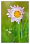 Dati di scatto: 90mm, f9, 1/120, ISO 200, treppiedi, flash, pannellino riflettente.

HR: http://img43.imageshack.us/img43/1714/63265123.jpg

Questo scatto fatto a questa "semplice" margheritina bicolor l'ho fatto iri pomeriggio, la luce era morbidissima (ore 16 circa) magari troppo :mrgreen: infatti ho dato un colpetto di flash con diffusore autocostruito per sciarire un po le ombre.

come vi sembra?? commenti e critiche ben gradite
saluti
Francesco