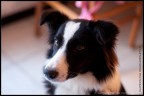 il mio cucciolo di border collie