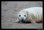 Piccolo di foca