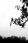 Nikon D200/35mm