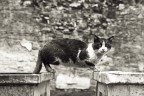 gatto spocchioso