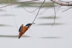 pesce al volo