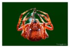 Dati di scatto: 90mm, f10, 1/100, ISO 200, treppiedi, flash con softbox

HR: http://img94.imageshack.us/img94/4570/21366934.jpg

Non ho chiuso maggiormente per due motivi in primo e che volevo di proposito la maf selettiva sugli occhi, il secondo e che la luce era paraticamente off, quasi buio e lo sfondo veniva nero.

Qualcuno conosce la specie??? su un'altro forum mi hanno detto che si tratta del genere Araneus ma la specie non la sanno riconoscere.

Ciao a tutti e grazie!