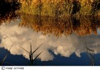 riflessi