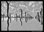 neve sul vigneto