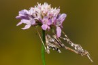 ...il fiore  mio...