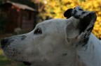 Una delle prime foto con la mia prima reflex, alla mia bellissima cagnona Asia :)