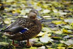 Animali ad Amsterdam #6: La panzona