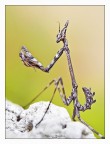 Dati di scatto: 90mm, f16, 1/60, ISO 200, treppiedi, pannellino riflettente

Recuperata dall'HD questa foto  stata fatta a settembre, a dire il vero non la volevo postare per via del posatoio pietra che purtroppo  risultato bruciato e qualche altra piccola imperfezione, comunque ho dato una sistematina in PP (magari troppo mi sa ) cercando di recuperare in po lo scatto.

a me personalmente piace tantissimo la posa il resto  cos cos!!

Ciao
Francesco