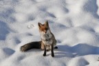 nella neve