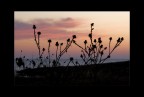evening colors...