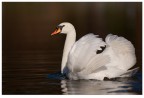 Cigno
