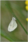 Una semplice fotina di questa primavera in montagna :wink:
Spero sia di gradimento :wink:

C&C sempre graditi :)

http://img804.imageshack.us/img804/9932/ste6931hd.jpg

Nikon D300, 300 af-s nikon, 1/800, f/4, 200iso, mano libera