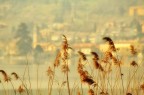 canne al vento