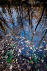 nature in the mirror