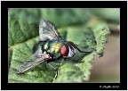 Mosca