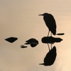 Ripropongo questo cenerino riflesso in silhouette dopo averlo decentrato dal frame grazie a tutti dei passaggi che vorrete dedicarmi.