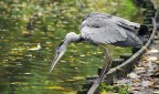 Animali ad Amsterdam #8: Collo rotto a caccia