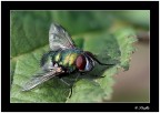 Mosca 1