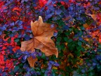 Autunno!