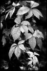 Canon EOS 40D  |  EF 70-200 f/4 L