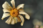 tristezza fiorita