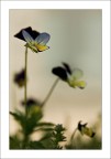 Viole