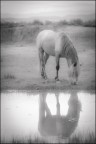 Riflesso