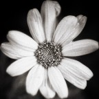 Semplicita' apparente Semplicita' apparente