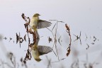 canapino pallido