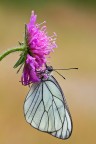 Aporia