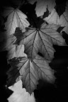 The other world_ny