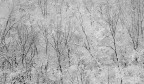 Bosco d'inverno