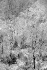 bosco innevato