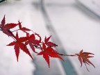 neve